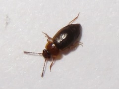 Anthobium unicolor