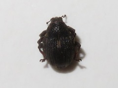 Rhinoncus leucostigma