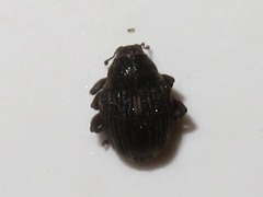 Rhinoncus leucostigma