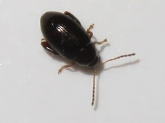 Psylliodes napi