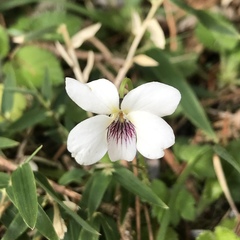 Viola adenothrix