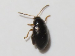 Psylliodes napi