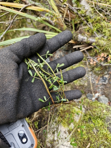 Carmichaelia arborea, photograph 2