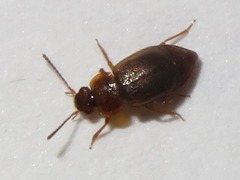 Anthobium unicolor