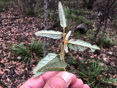 Seringia corollata