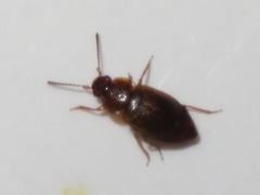 Anthobium unicolor