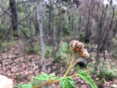Seringia corollata