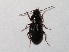 Pterostichus strenuus