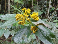 Neurolaena lobata, photograph (c) Kurt Miller, some rights reserved (CC BY-SA)