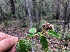 Seringia corollata