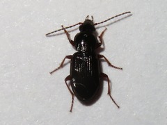 Pterostichus strenuus