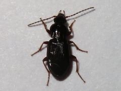 Pterostichus strenuus