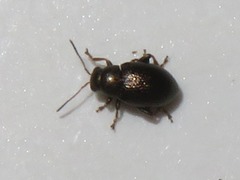 Chaetocnema hortensis