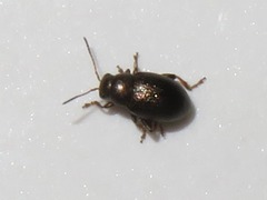 Chaetocnema hortensis