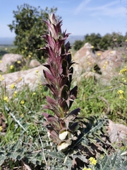 Acanthus syriacus