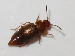 Anthobium unicolor