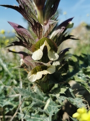 Acanthus syriacus