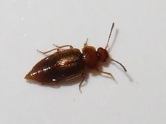 Anthobium unicolor