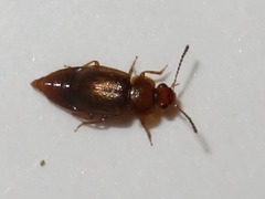 Anthobium unicolor