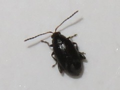 Phyllotreta cruciferae