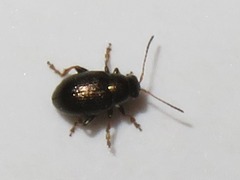 Chaetocnema hortensis
