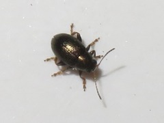 Chaetocnema hortensis