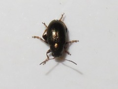 Chaetocnema hortensis