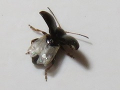 Chaetocnema hortensis