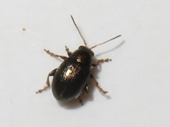 Chaetocnema hortensis