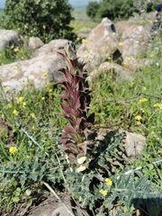 Acanthus syriacus