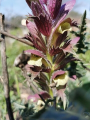 Acanthus syriacus