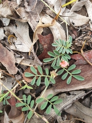 Indigofera linnaei