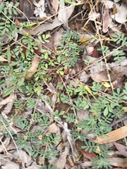 Indigofera linnaei