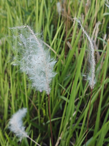 Cogon Grass