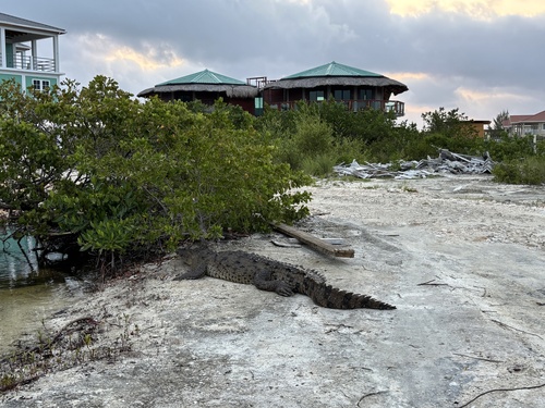 American Crocodile observed by groverbrown