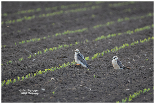 Red-footed Falcon