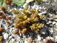 Sedum litoreum