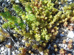 Sedum litoreum