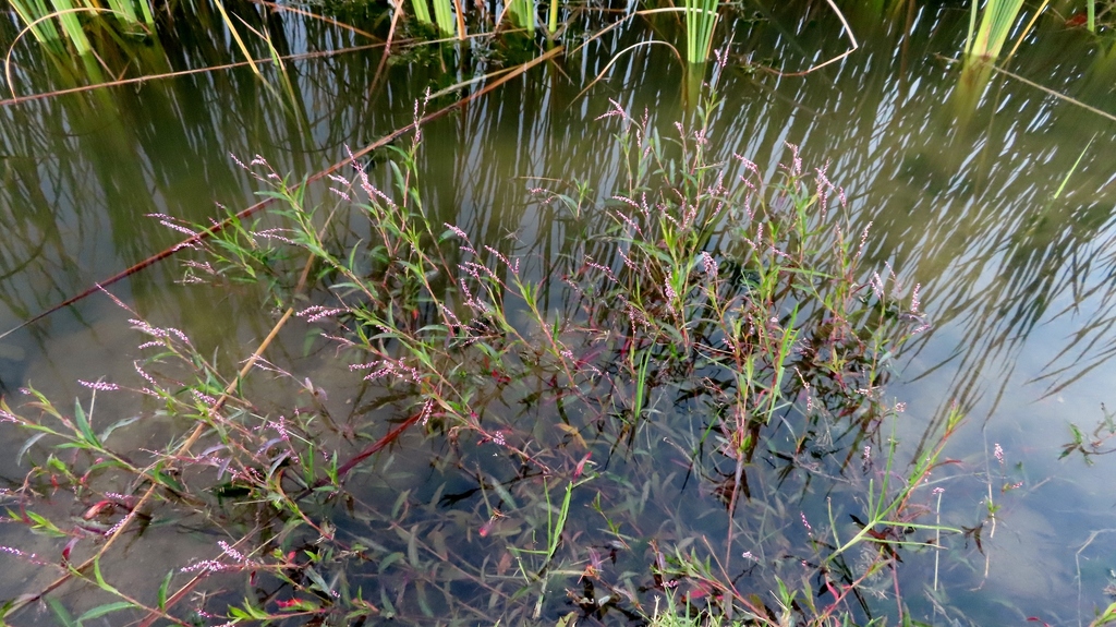 Persicaria decipiens - Inner West indigenous plant