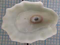 Fissurella barbadensis