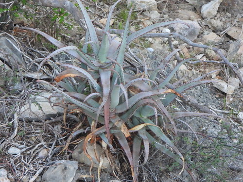 Aloe divaricata, photograph 6