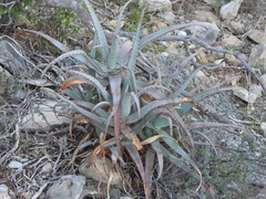 Aloe divaricata, photograph (c) amantedarmanin, some rights reserved (CC BY)