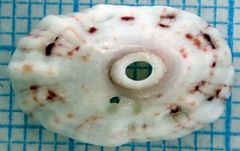 Fissurella barbadensis