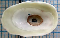 Fissurella barbadensis