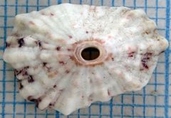 Fissurella barbadensis