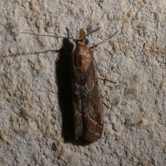 Ancylosis cinnamomella