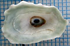 Fissurella barbadensis