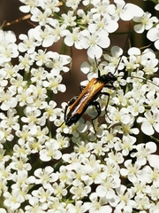 Oedemera flavipennis