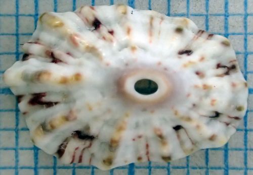 Barbados Keyhole Limpet