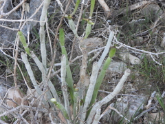 Euphorbia alluaudii, photograph (c) amantedarmanin, some rights reserved (CC BY)